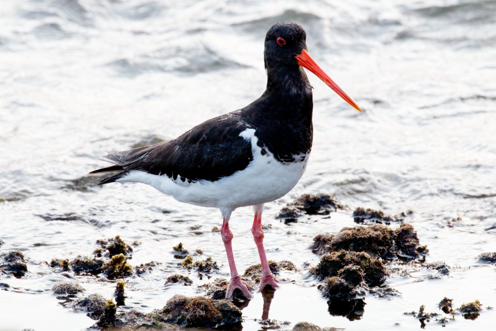 South Island Pied Oystercatcher