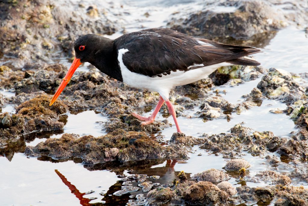 South Island Pied Oystercatcher