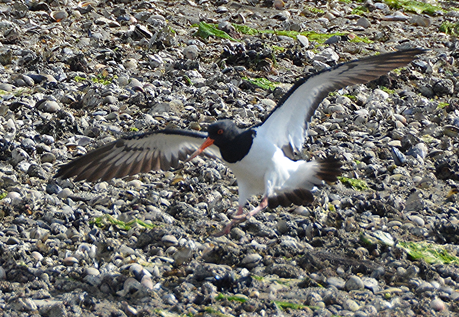 South Island pied oystercatcher