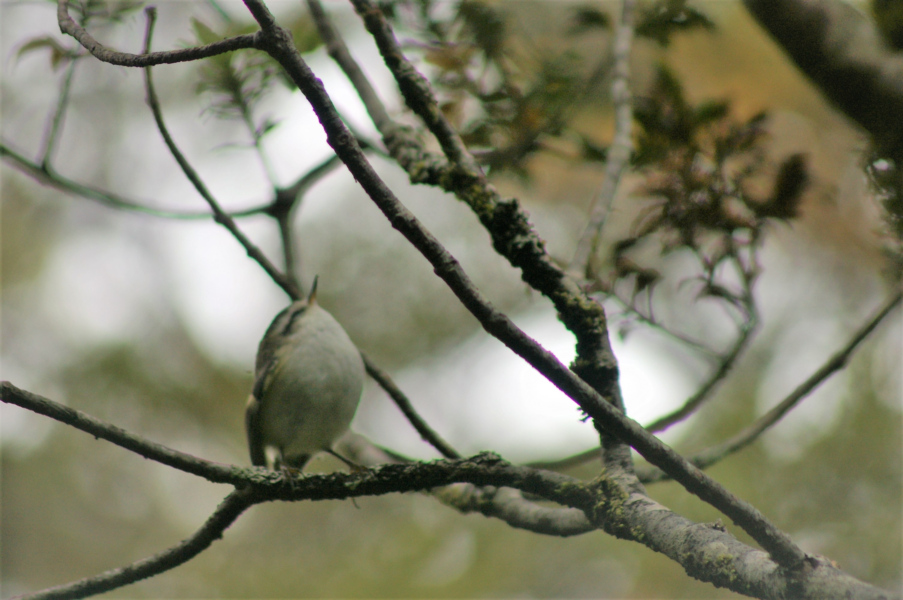 South Island Rifleman (Acanthisitta chloris chloris)
