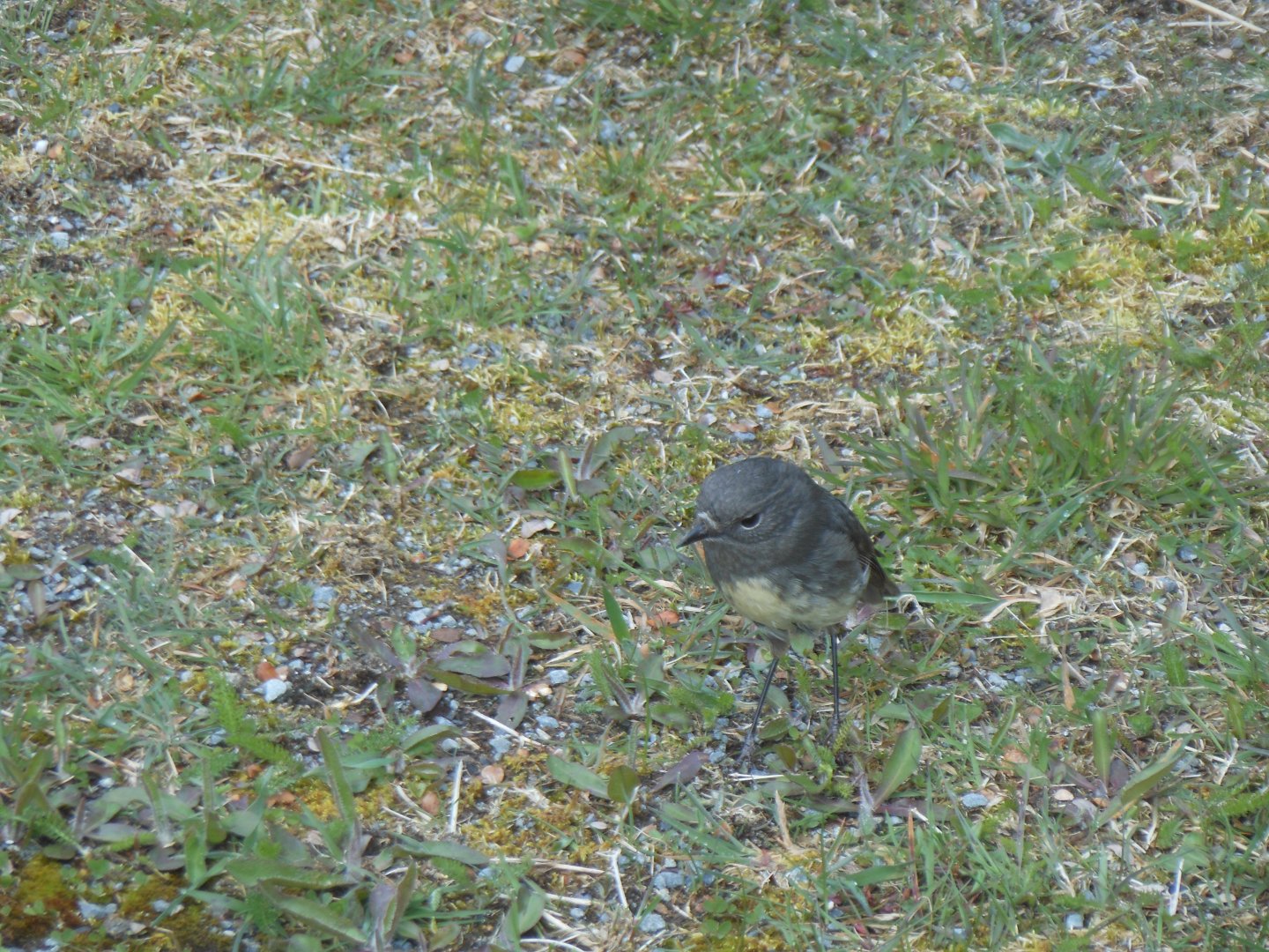 South Island Robin (Petroica australis australis)