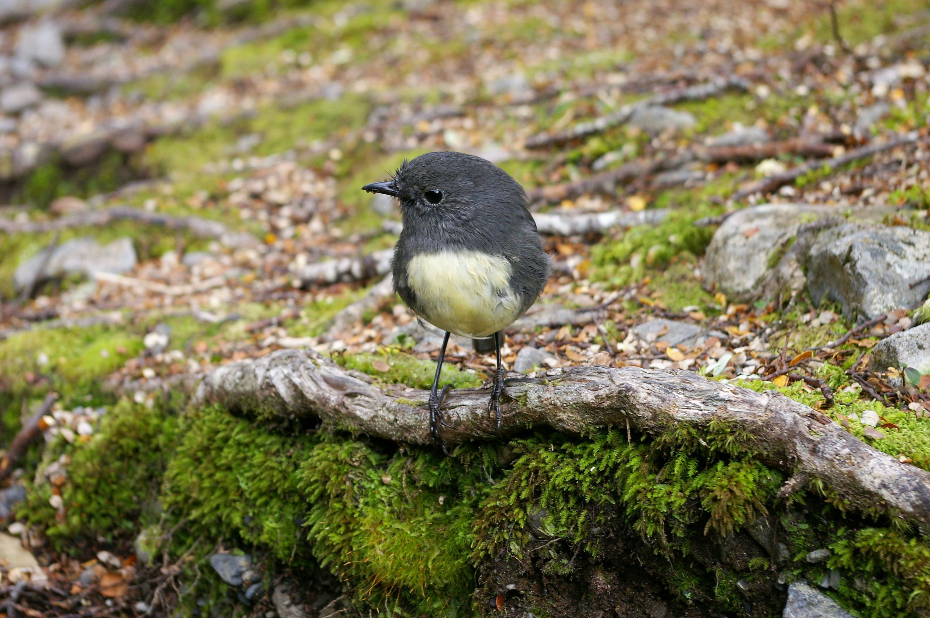 South Island Robin (Petroica australis australis)