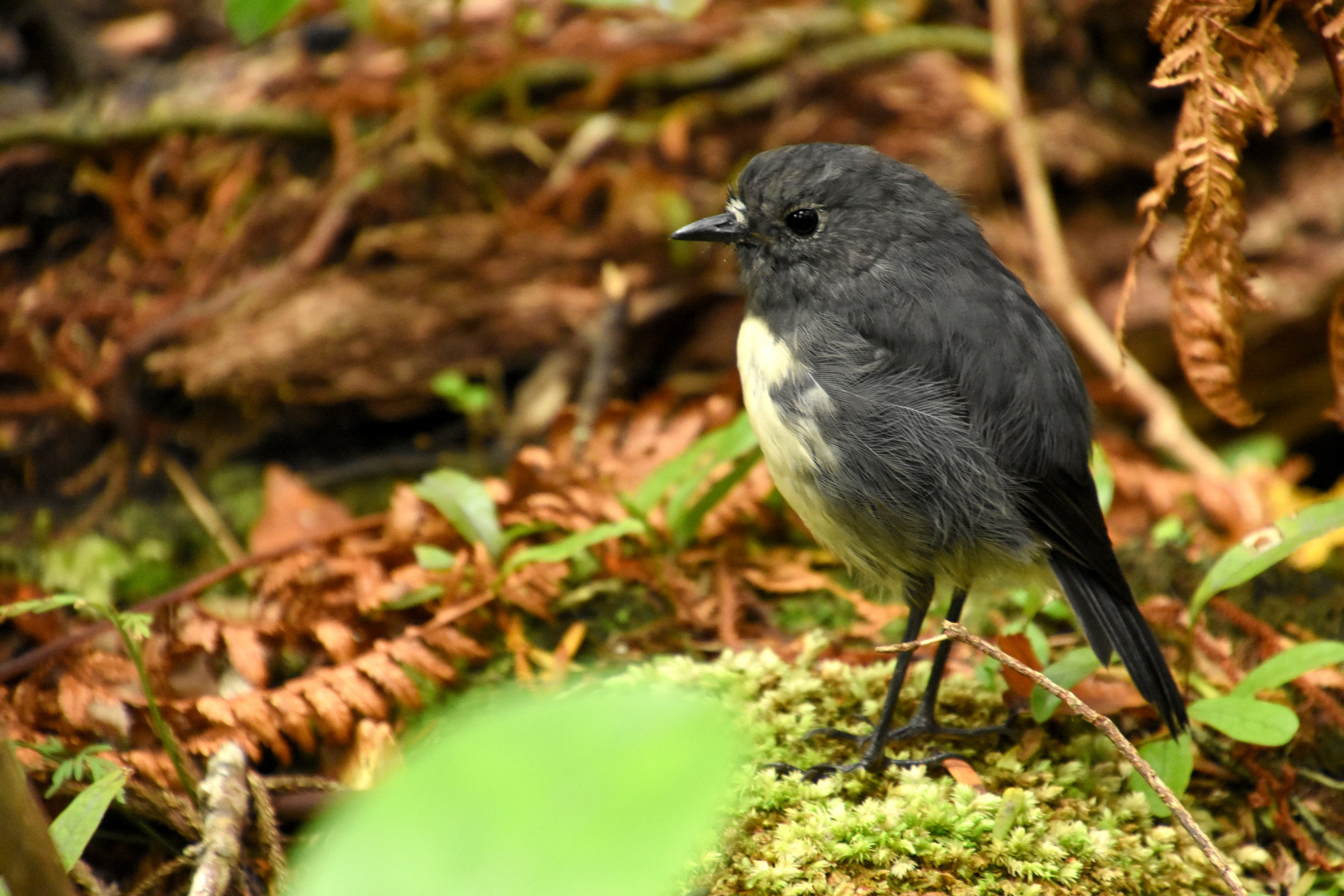 South Island robin