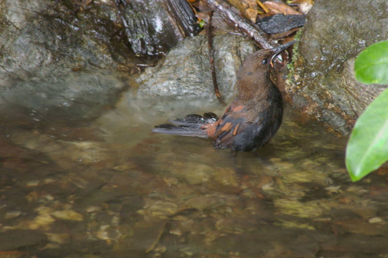 South Island Saddleback (Philesturnus carunculatus carunculatus)
