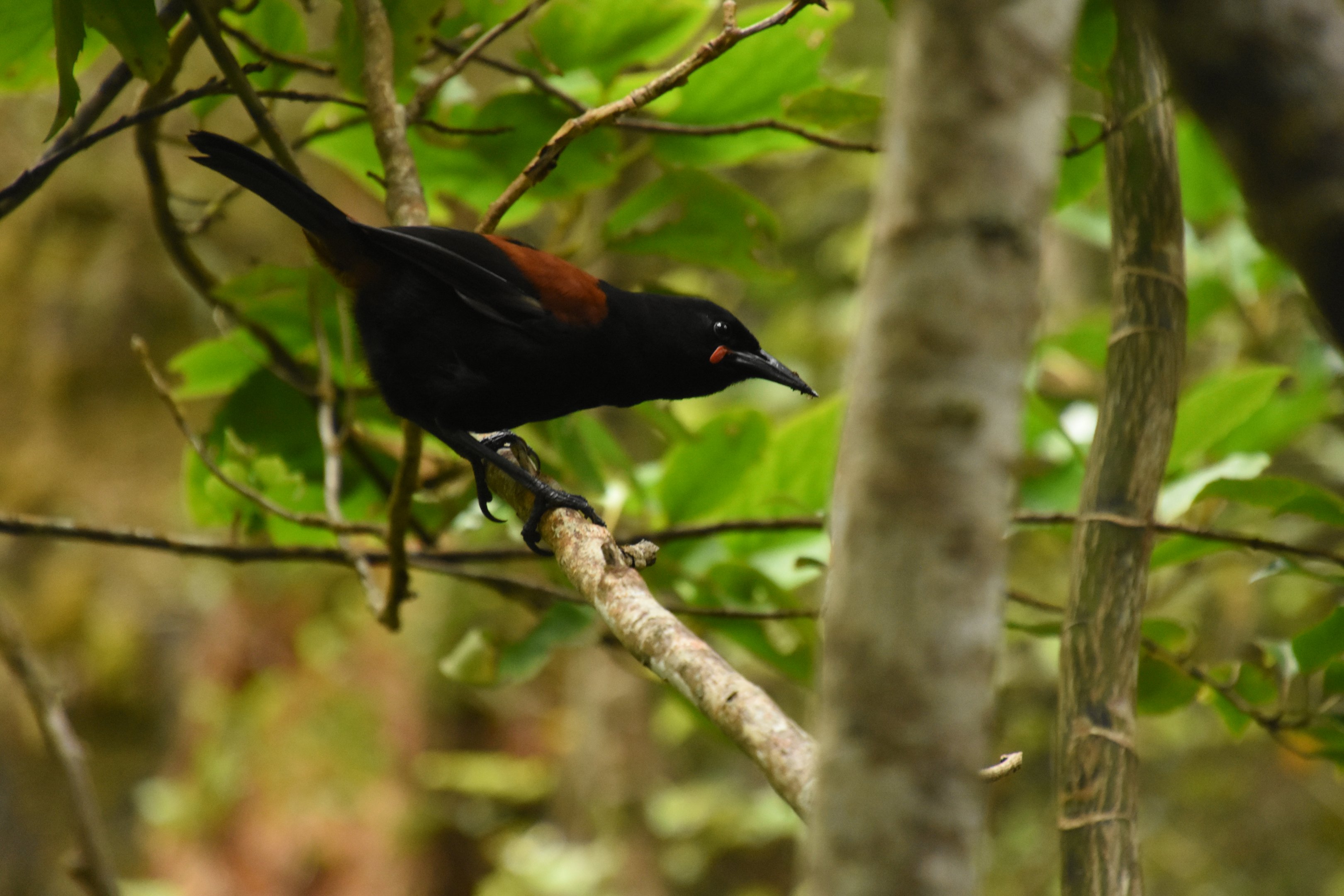 South Island saddleback