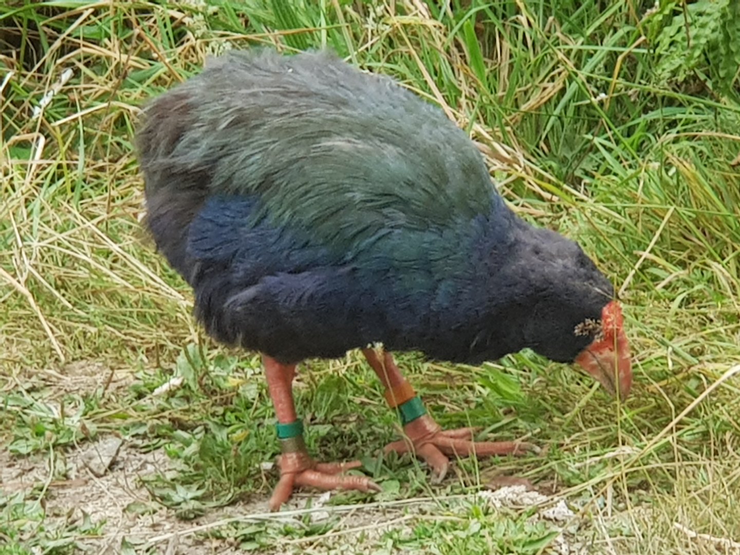 South Island Takahe (Porphyrio hochstetteri) 2020