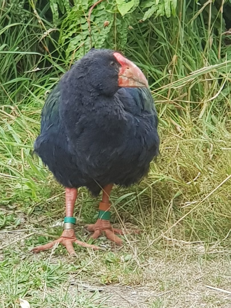 South Island Takahe (Porphyrio hochstetteri) 2020