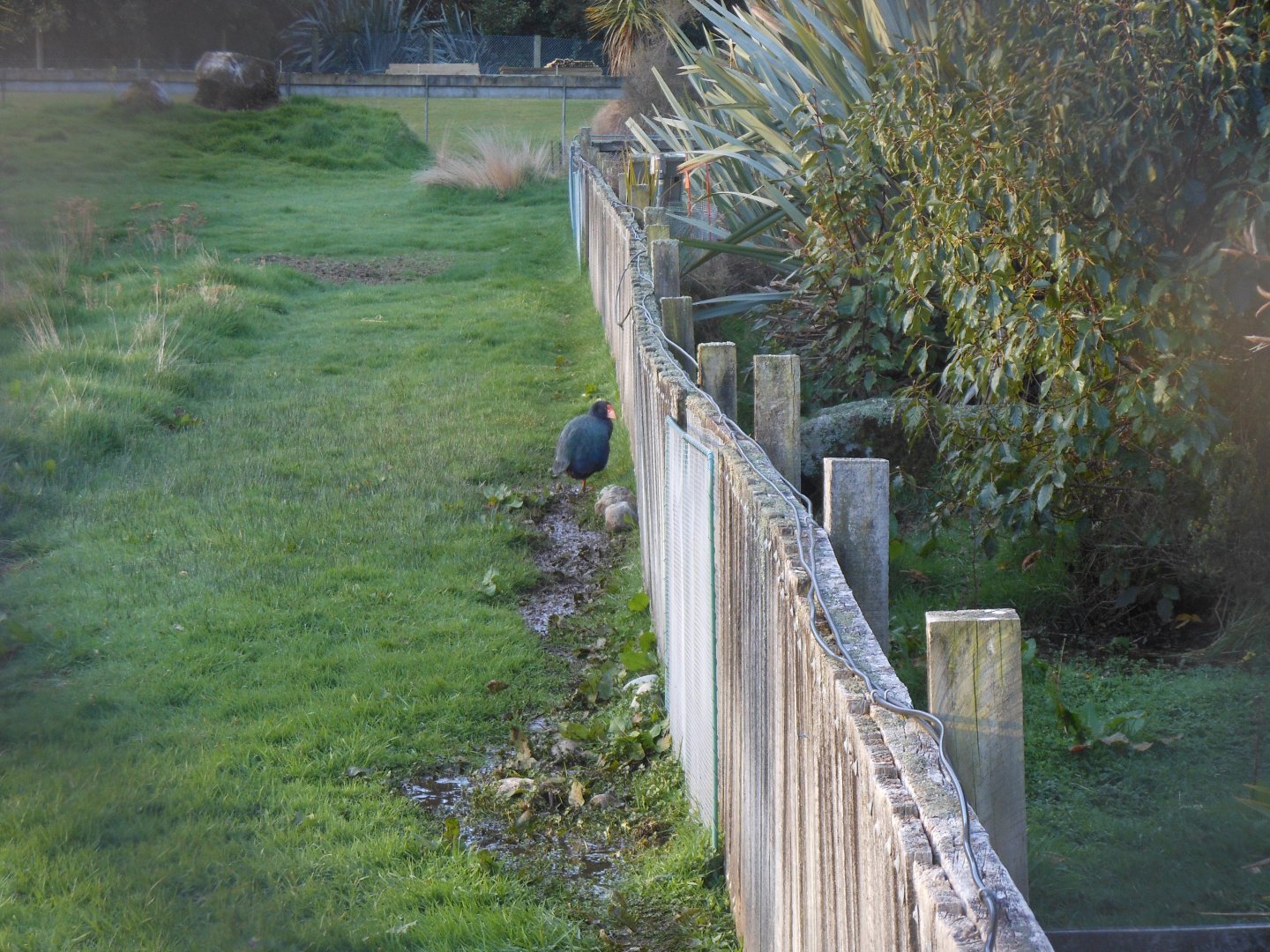 South Island Takahē (Porphyrio hochstetteri)
