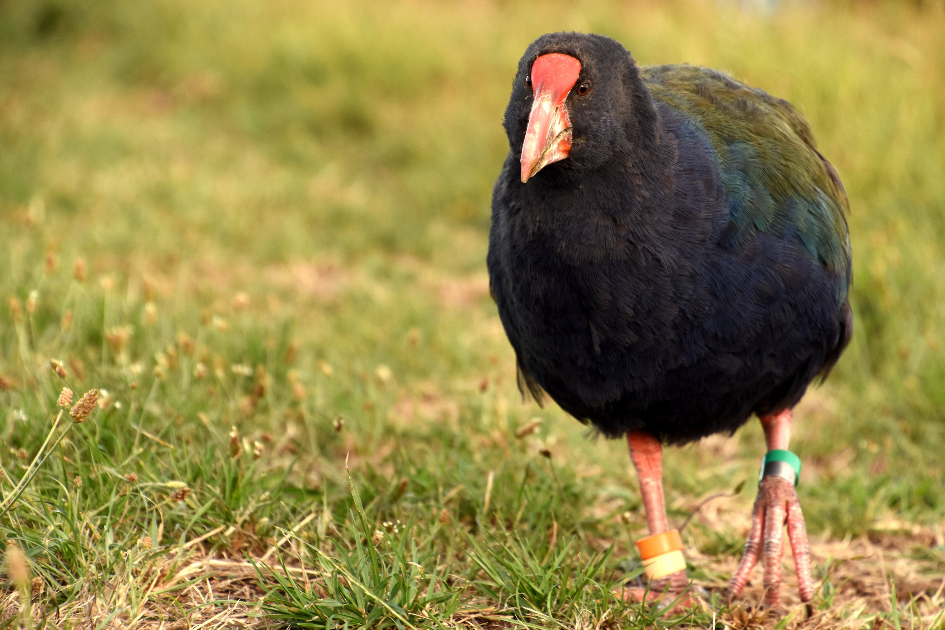 South Island takahe