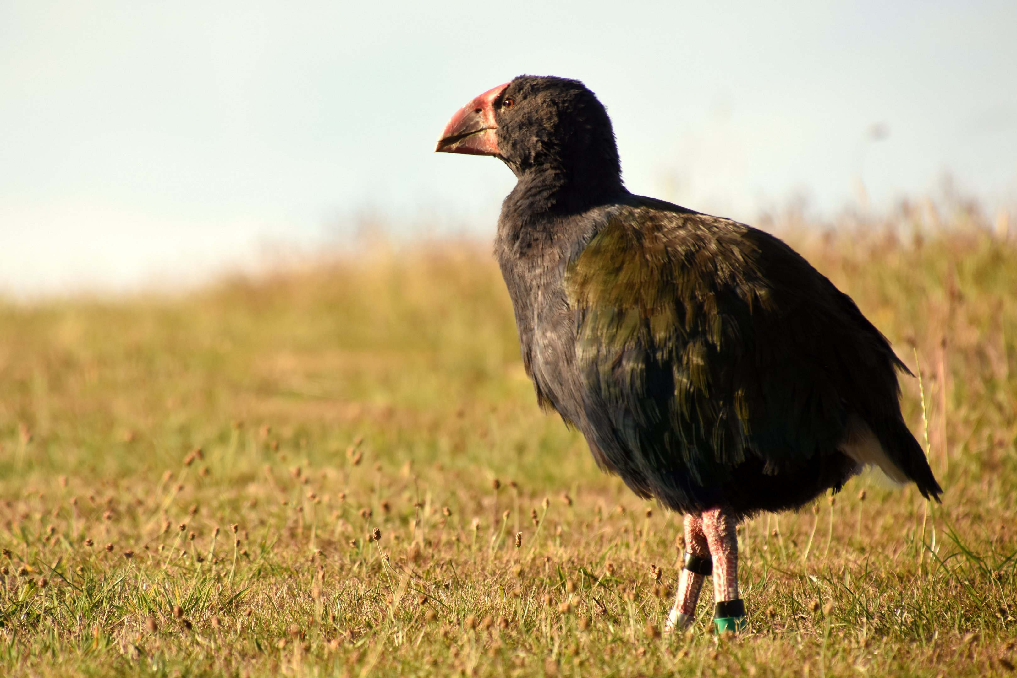 South Island takahe