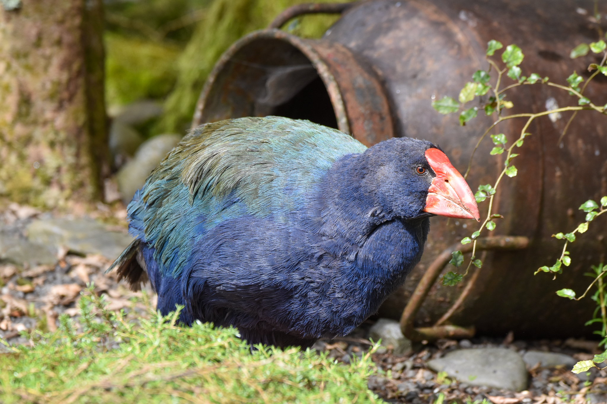 South Island Takahe