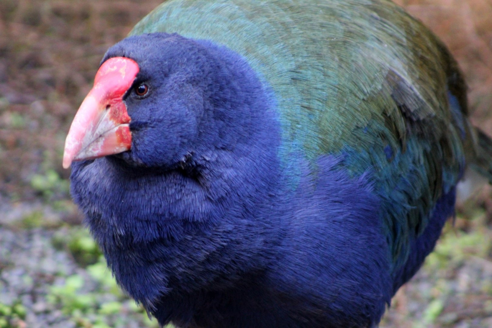 South Island Takahe