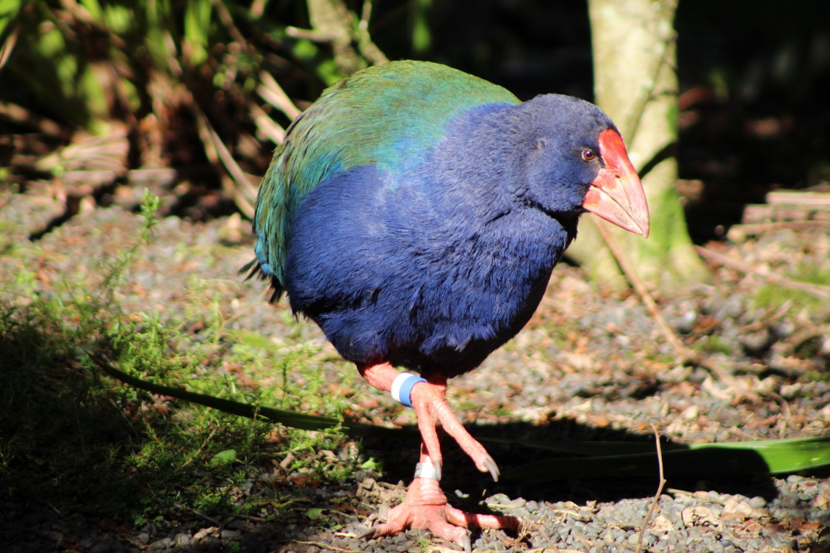 South Island Takahe