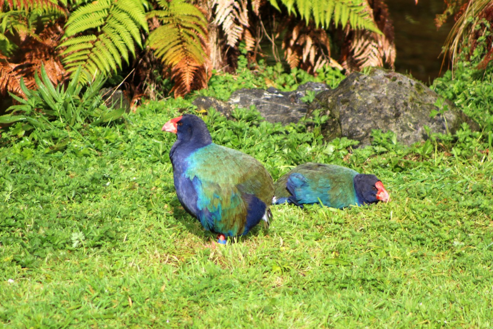 South Island Takahe