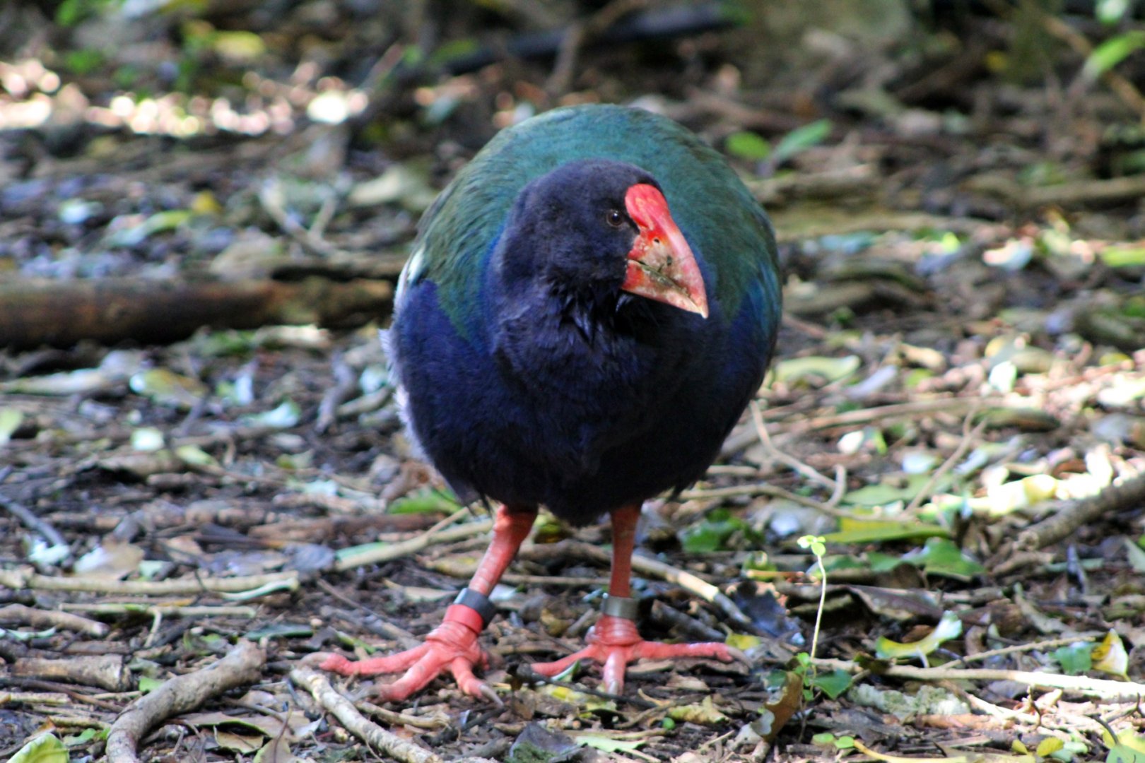 South Island Takahe