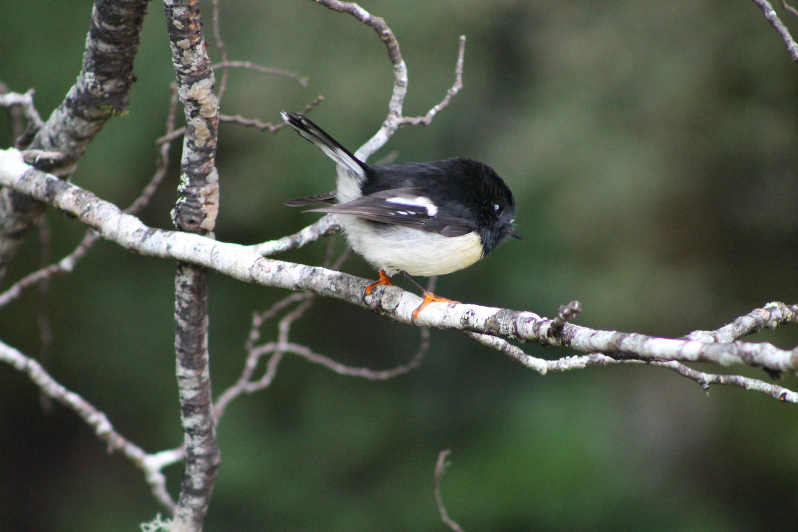 South Island tomtit (Petroica macrocephala macrocephala)
