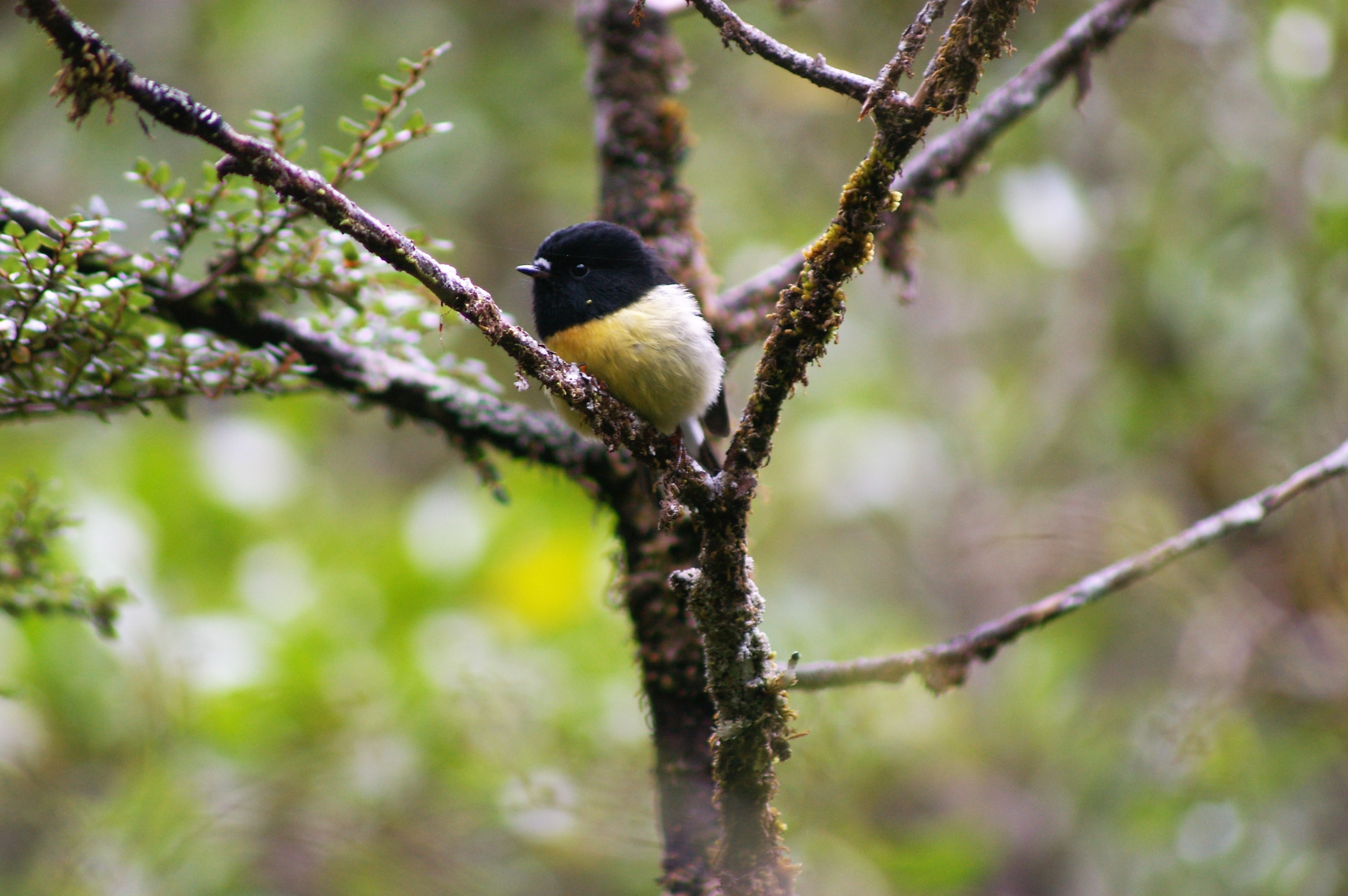 South Island Tomtit (Petroica macrocephala macrocephala)