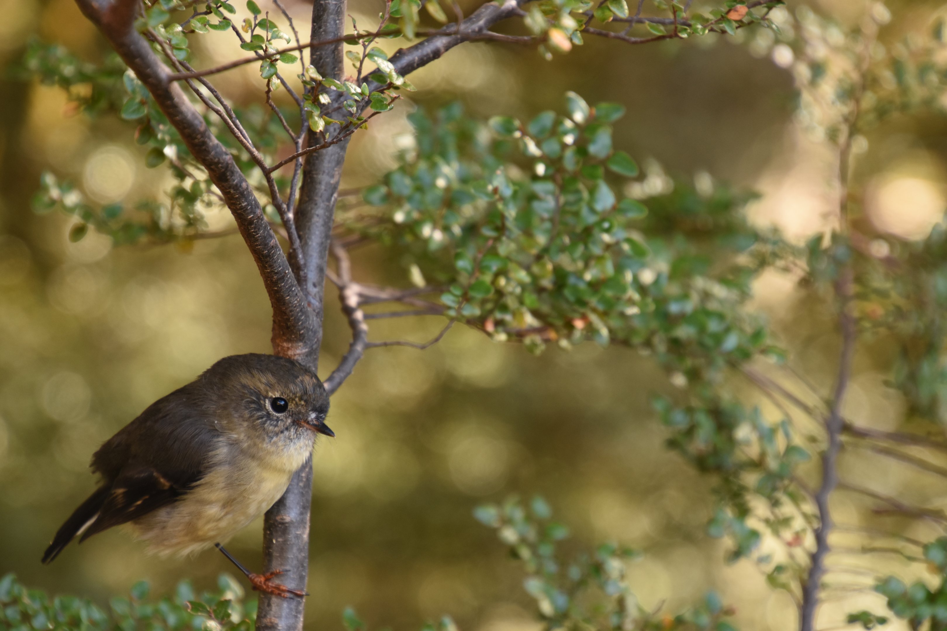 South Island tomtit