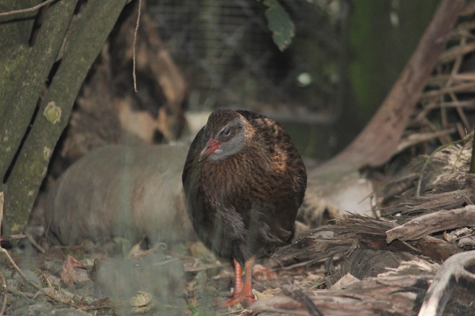 South Island Weka?