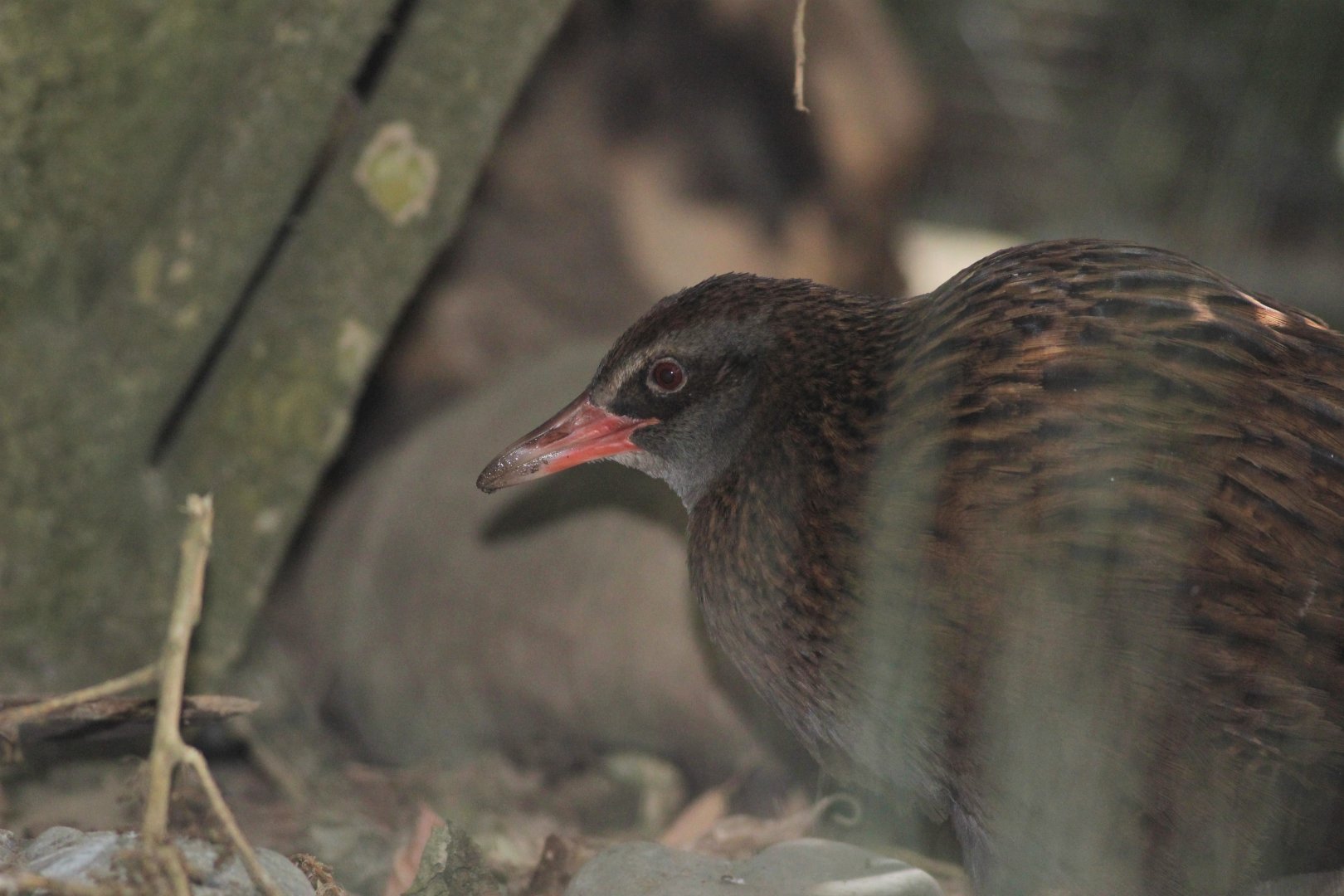 South Island Weka?