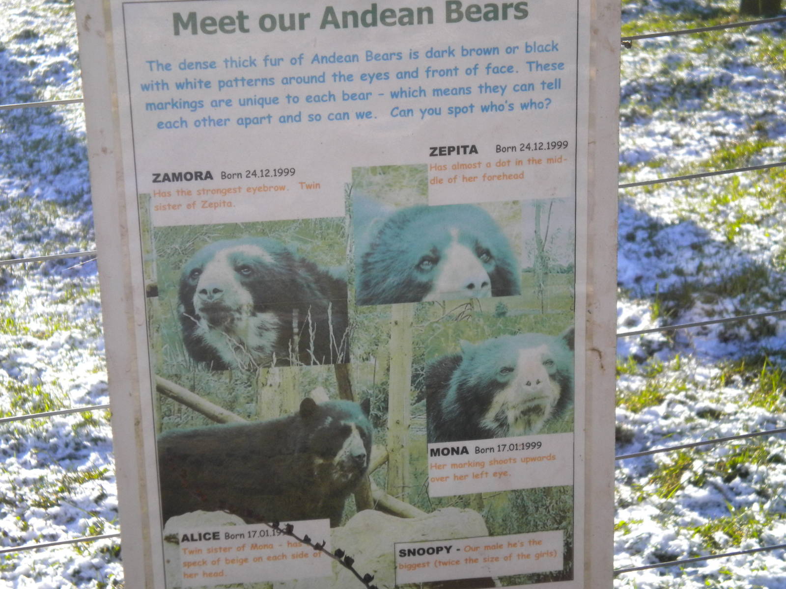 South Lakes Wild Animal Park Andean Bear's.