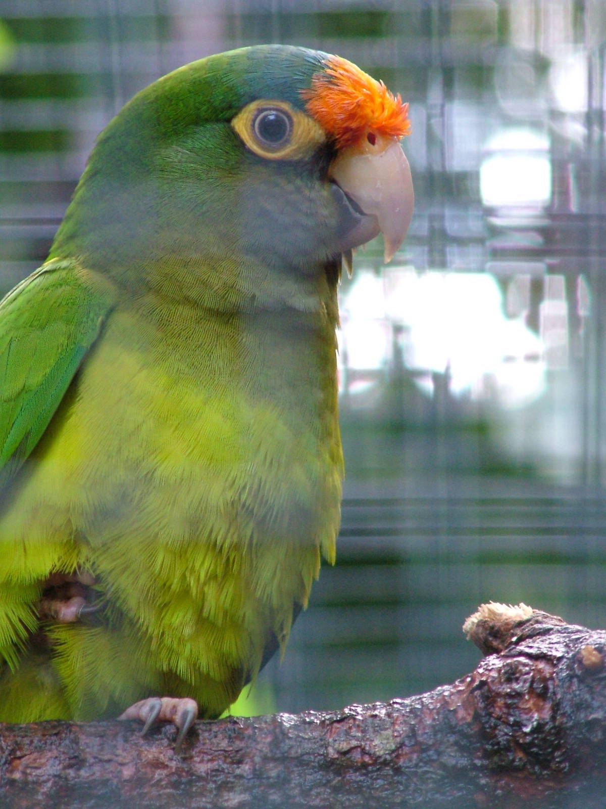 South Mexican Petz's Conure at Loro Parque, 08/11/10