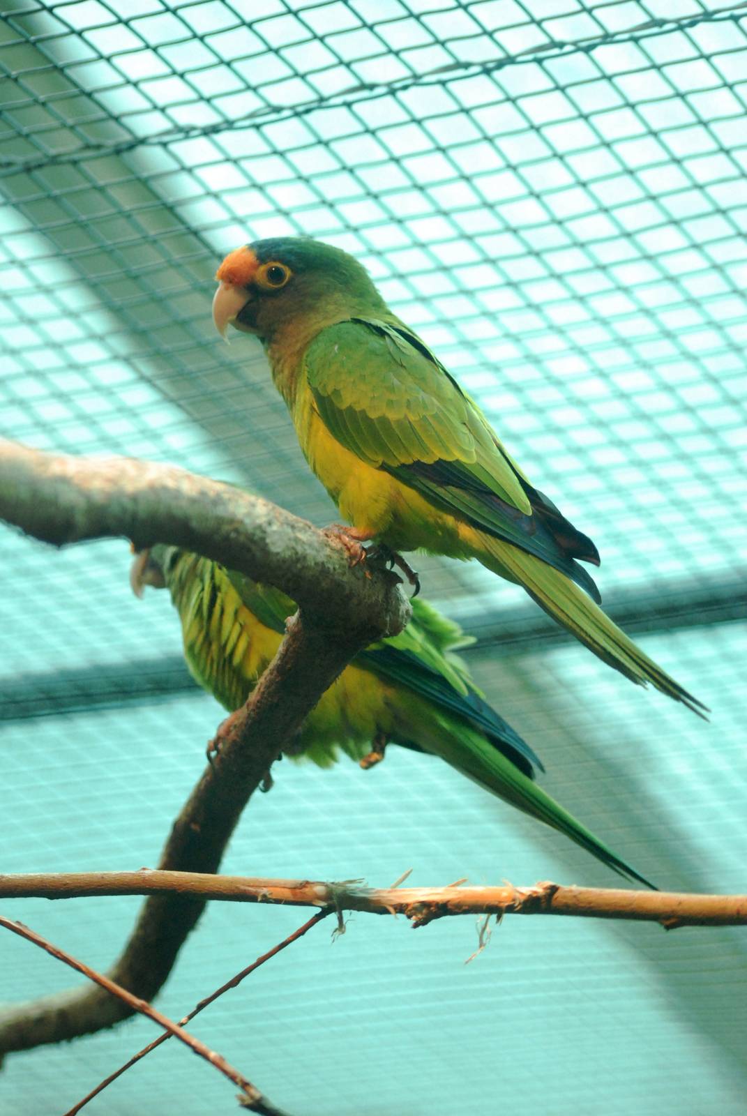 South Mexican Petz's Conure at Walsrode, 22/03/13