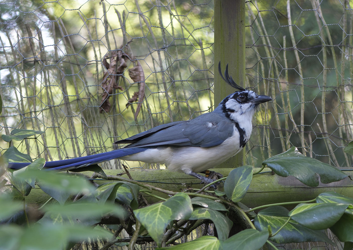 South Mexican white-throated magpie-jay
