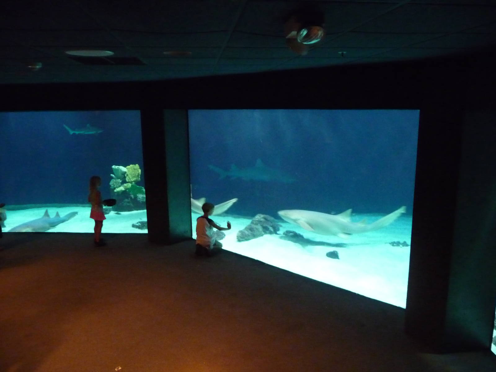 South Pacific Aquarium - 250,000 gallon tank