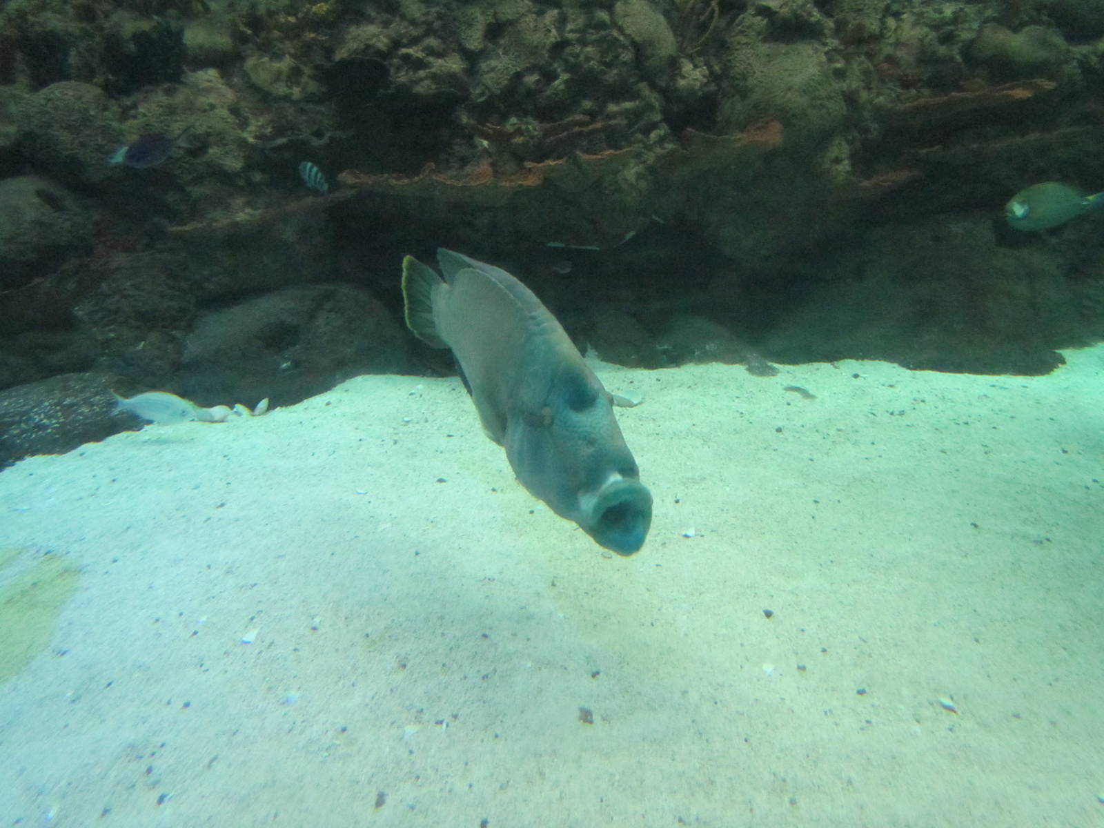 South Pacific Aquarium - Napolean Wrasse