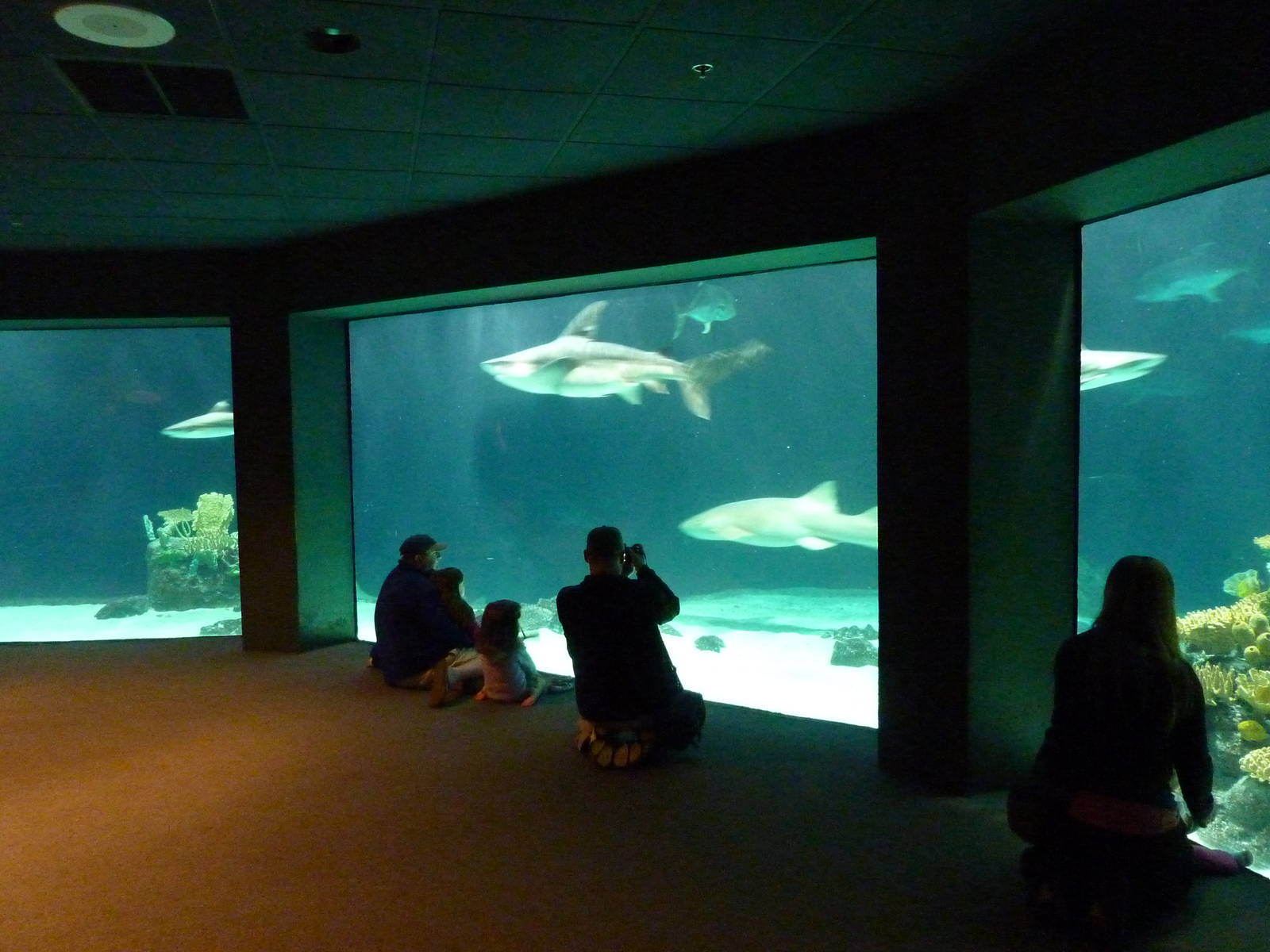 South Pacific Aquarium - Shark Tank