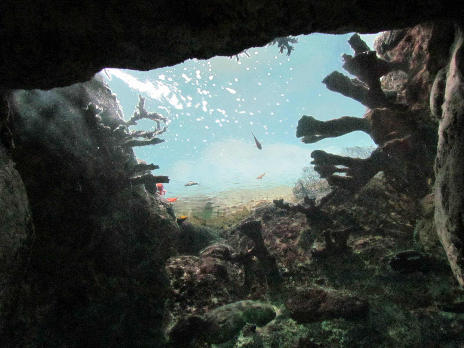 South Pacific Aquarium