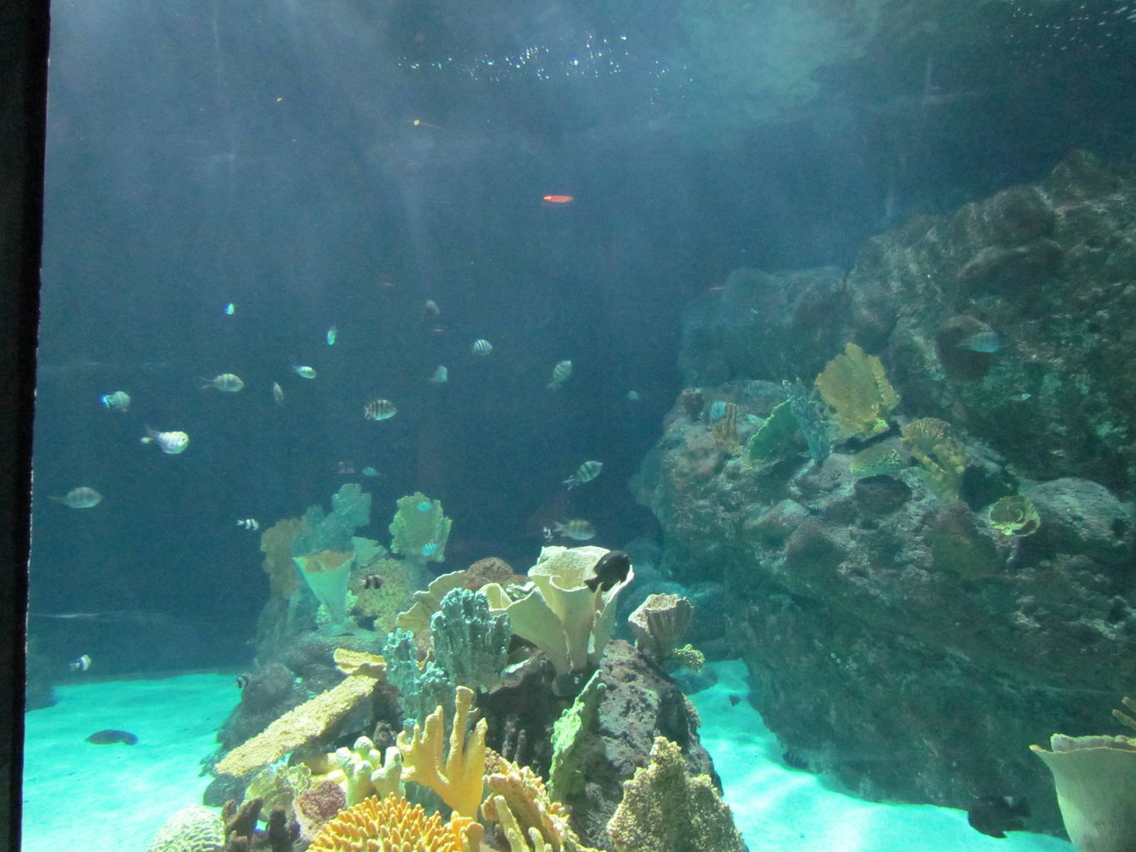 South Pacific Aquarium