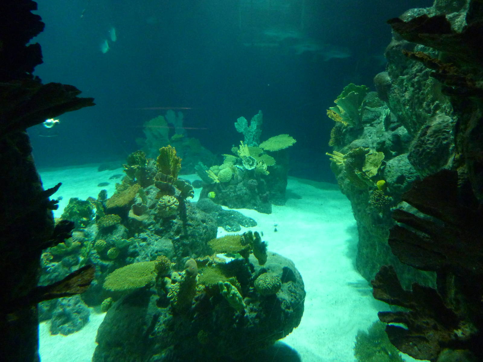 South Pacific Aquarium