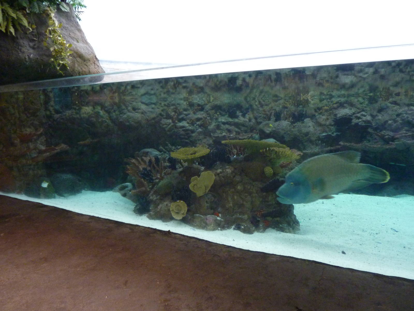 South Pacific Aquarium