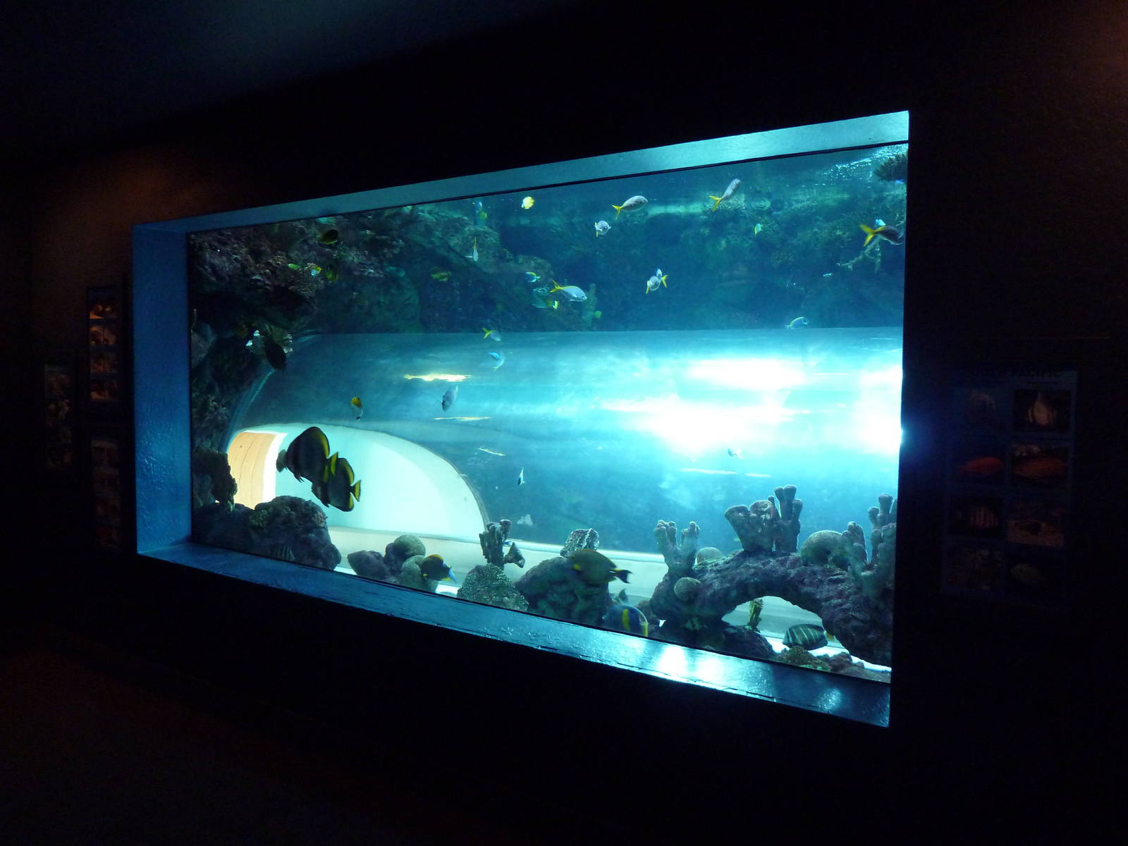 South Pacific Exhibit + Log Flume Ride