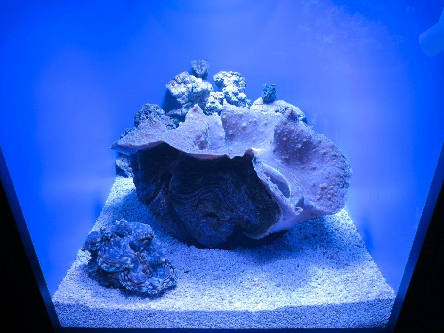 South Pacific Gallery - Giant Clam Exhibit