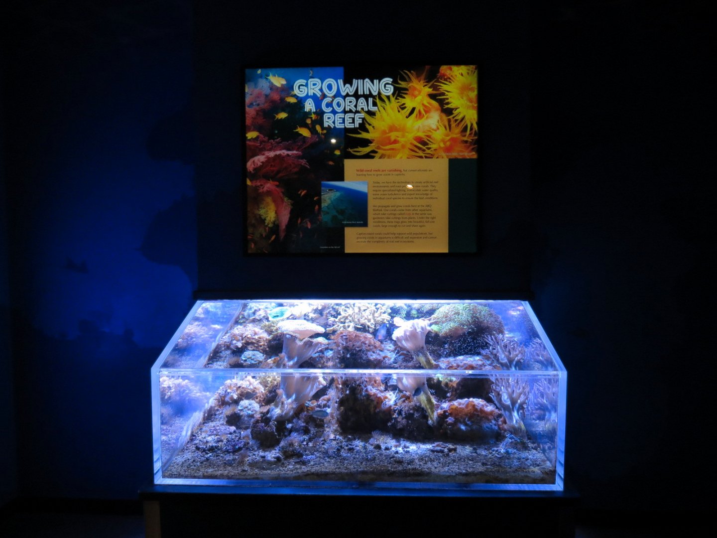 South Pacific Gallery - Growing A Coral Reef Exhibit