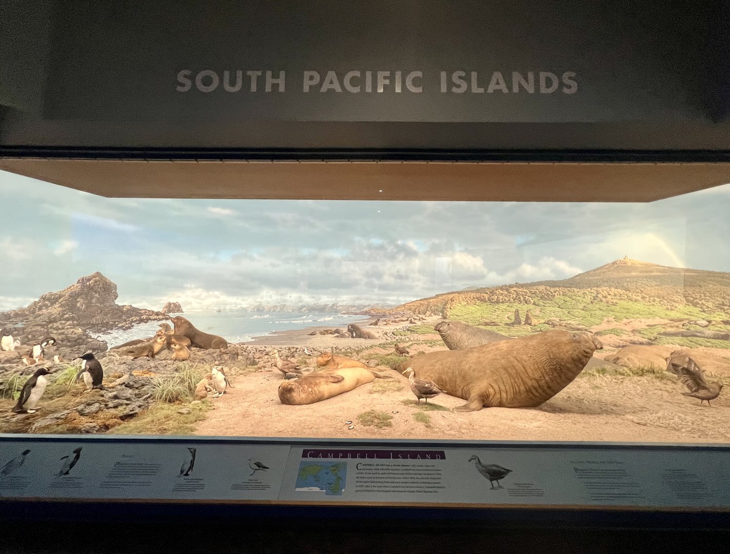 South Pacific Islands Diorama