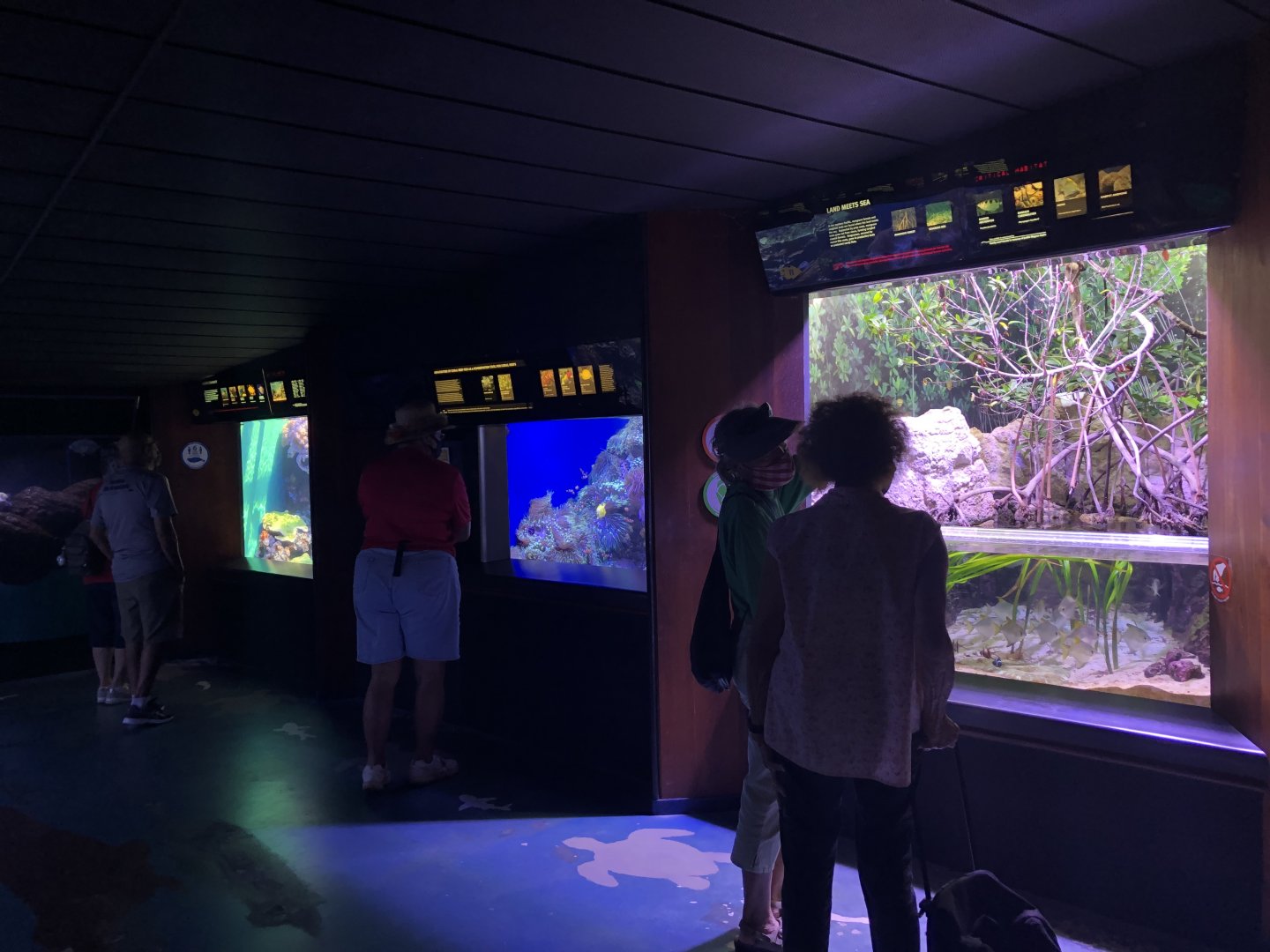 "South Pacific Marine Communities" Gallery - Right wall