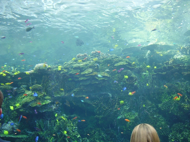 South Pacific Reef - Tropical Diver