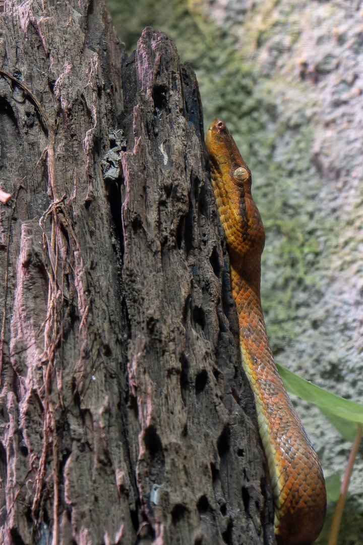 South Pacific tree boa (Candoia bibroni)