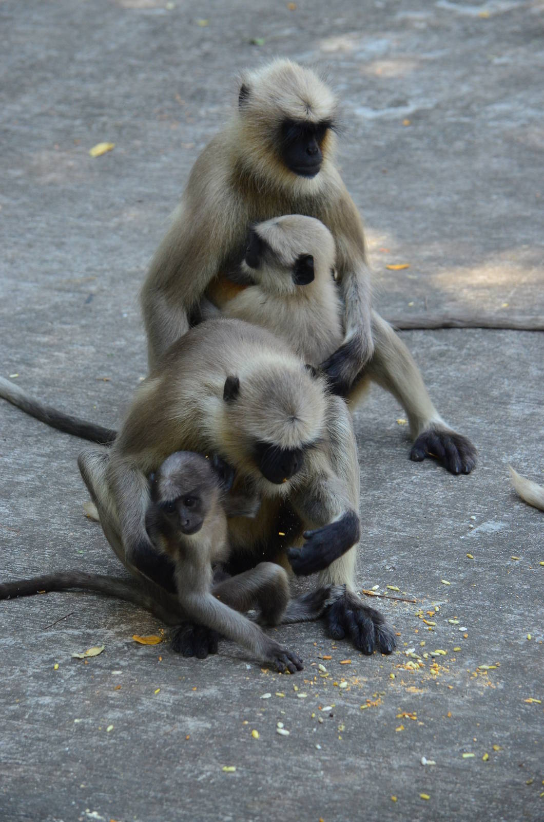 South Plains Hanuman Langur