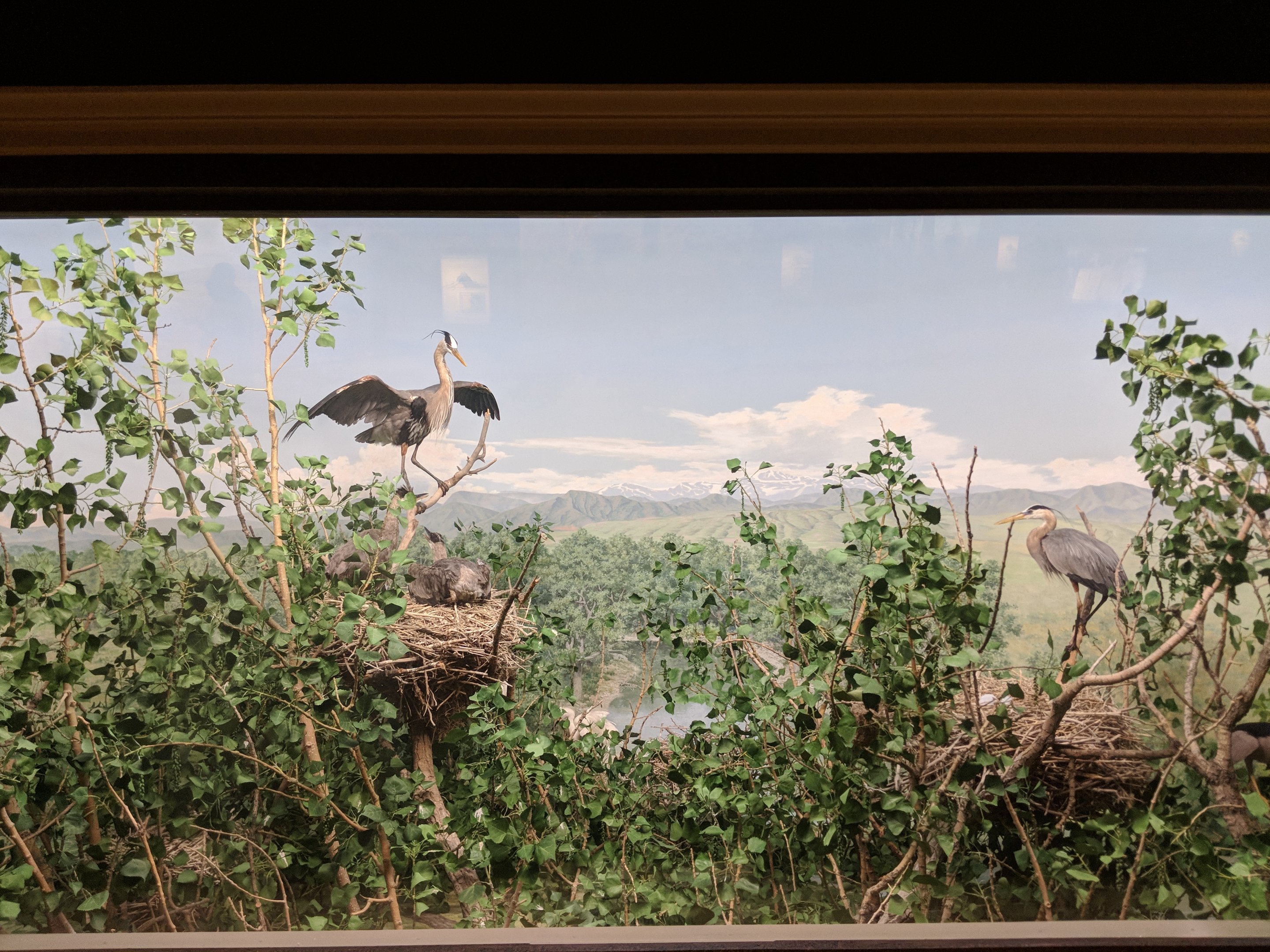 South Platte River Diorama