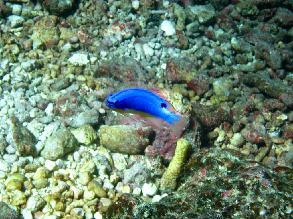 South Seas Devil (Chrysiptera taupou)