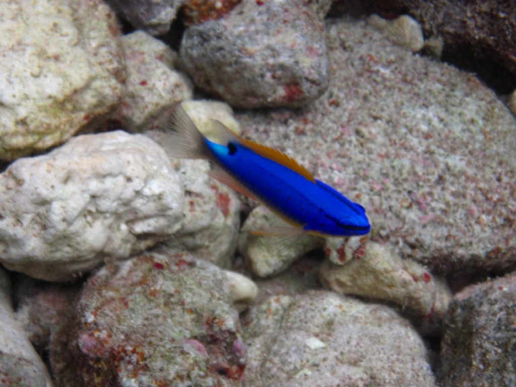 South Seas Devil - female