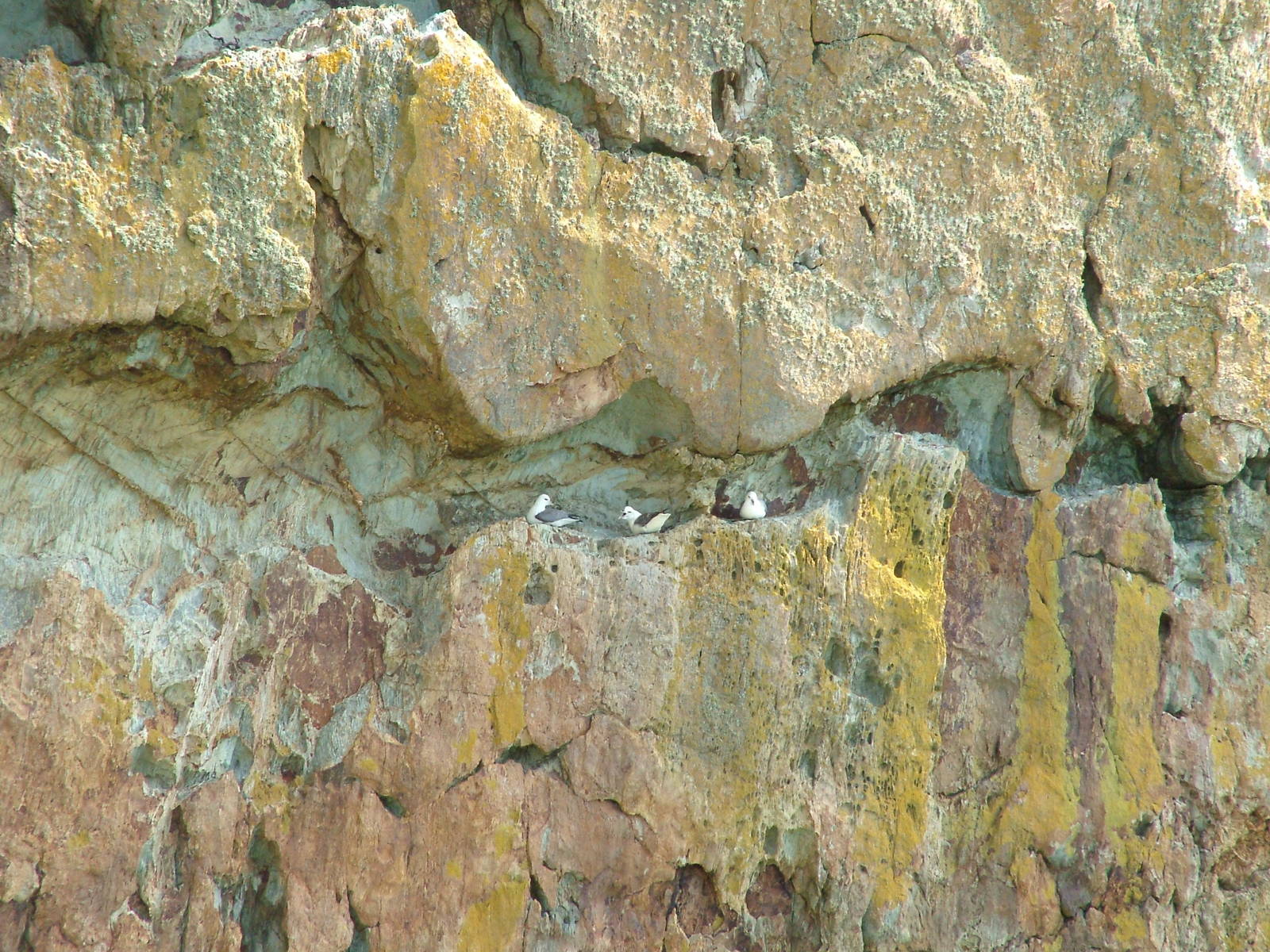 South Stack, Anglesey 16/05/10
