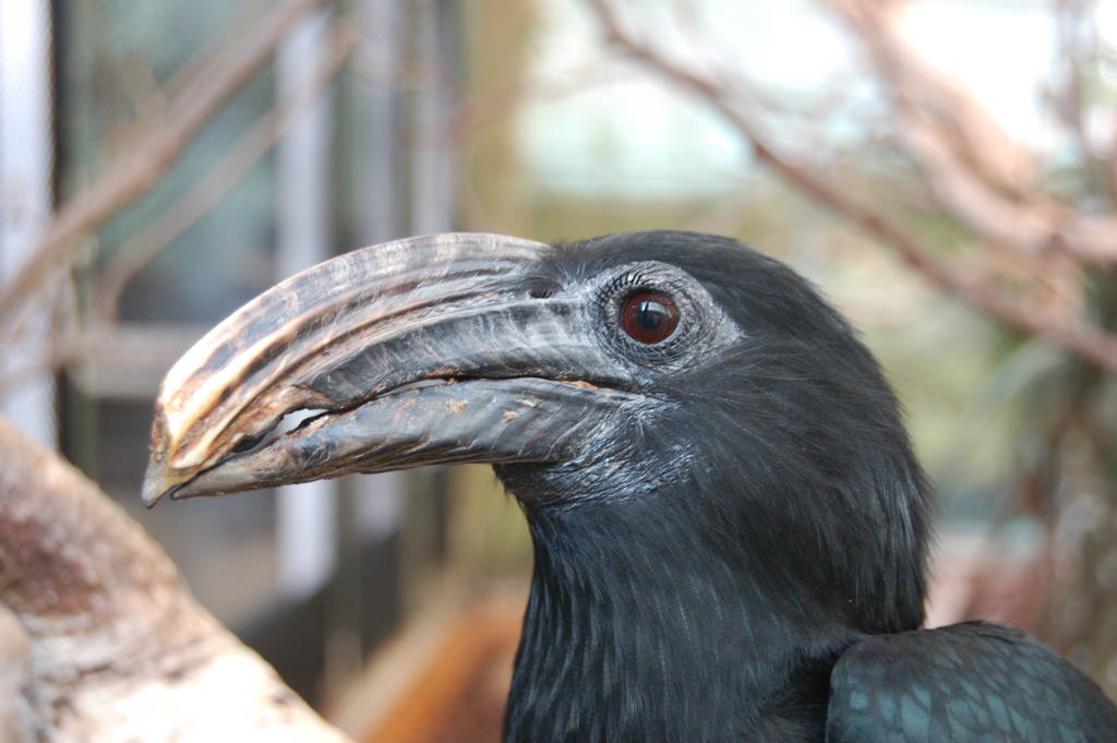 South Sulawesi Hornbill