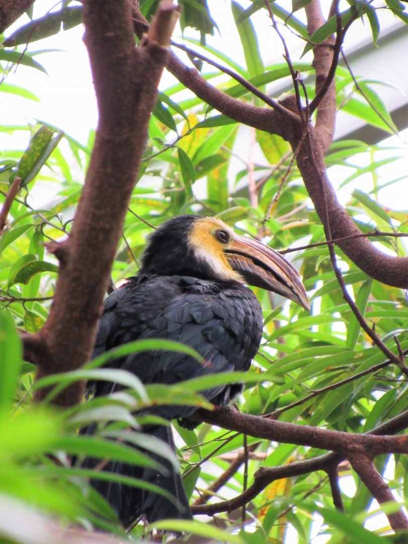 South Sulawesi tarictic hornbill