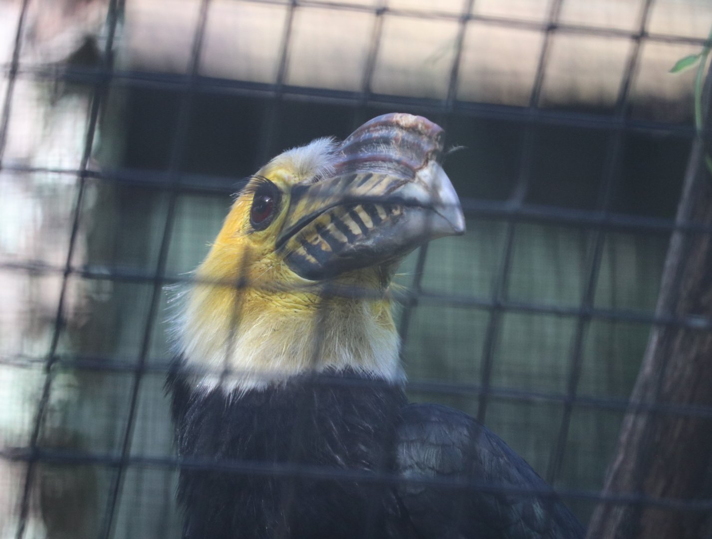 South Suluwesi Tarictic Hornbill